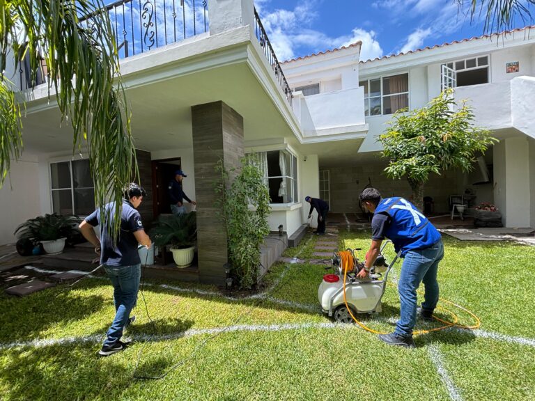Tratamiento de Termita subterranea
