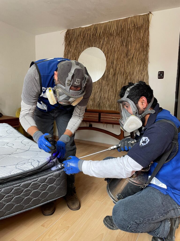 Fumigacion de chinches en Merida