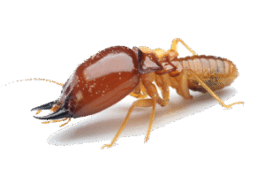 Termita subterranea en Merida