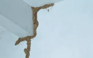 Tuneles de Termitas Subterraneas