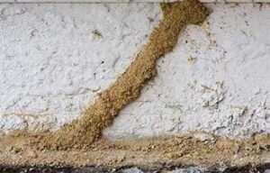 Tuneles de Termitas Subterraneas